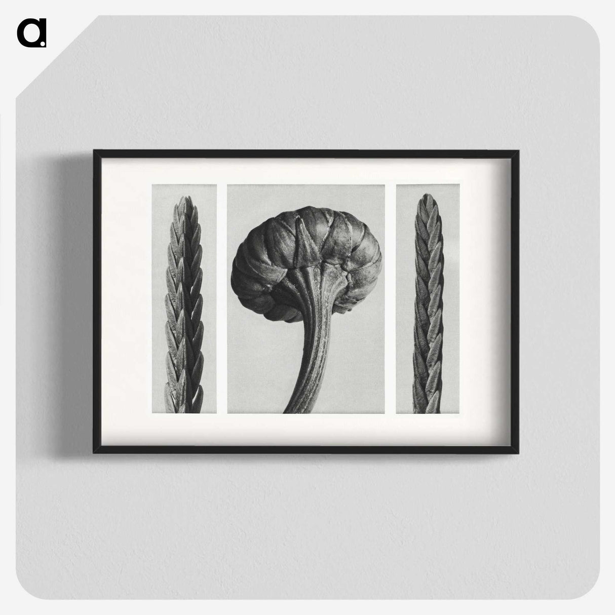 1-59_Karl-Blossfeldt_blk