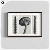 1-59_Karl-Blossfeldt_blk