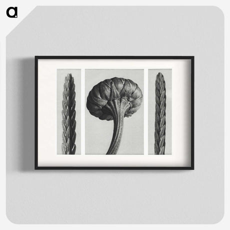 1-59_Karl-Blossfeldt_blk