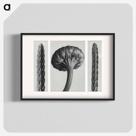 アートポスター-Cassiope Tetragona (Heather) and Chrysanthemum Leucanthemum (Ox–Eye Daisy Flowerbud) - カール ブロスフェルト Poster.