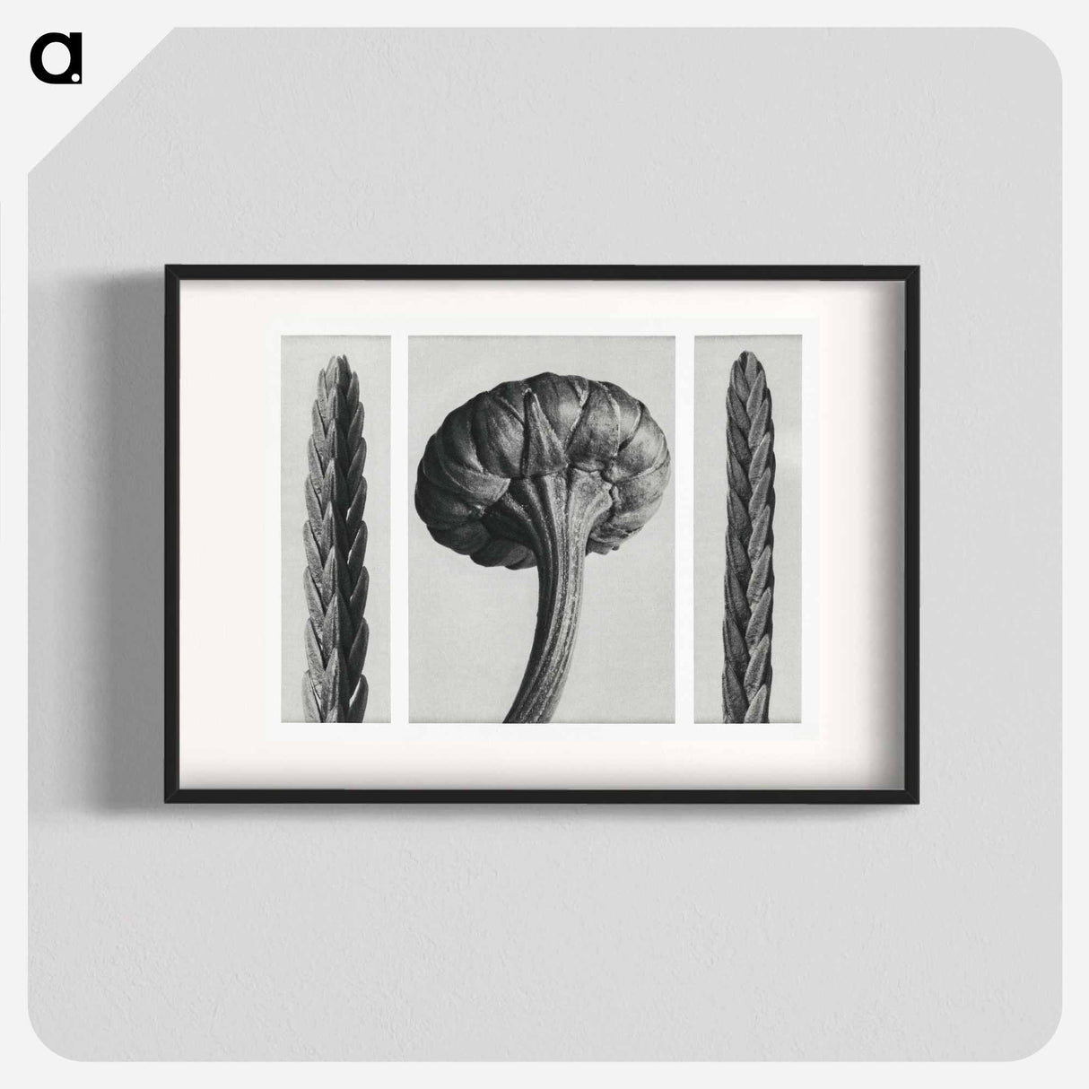 Cassiope Tetragona (Heather) and Chrysanthemum Leucanthemum (Ox–Eye Daisy Flowerbud) - Karl Blossfeldt Poster.