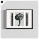 Cassiope Tetragona (Heather) and Chrysanthemum Leucanthemum (Ox–Eye Daisy Flowerbud) - Karl Blossfeldt Poster.