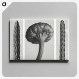 1-59_Karl-Blossfeldt_canvas