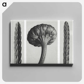 1-59_Karl-Blossfeldt_canvas