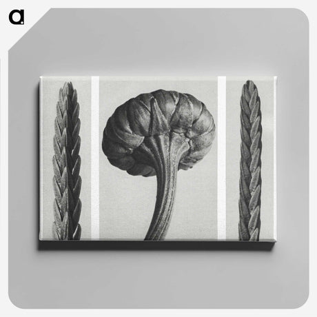 1-59_Karl-Blossfeldt_canvas