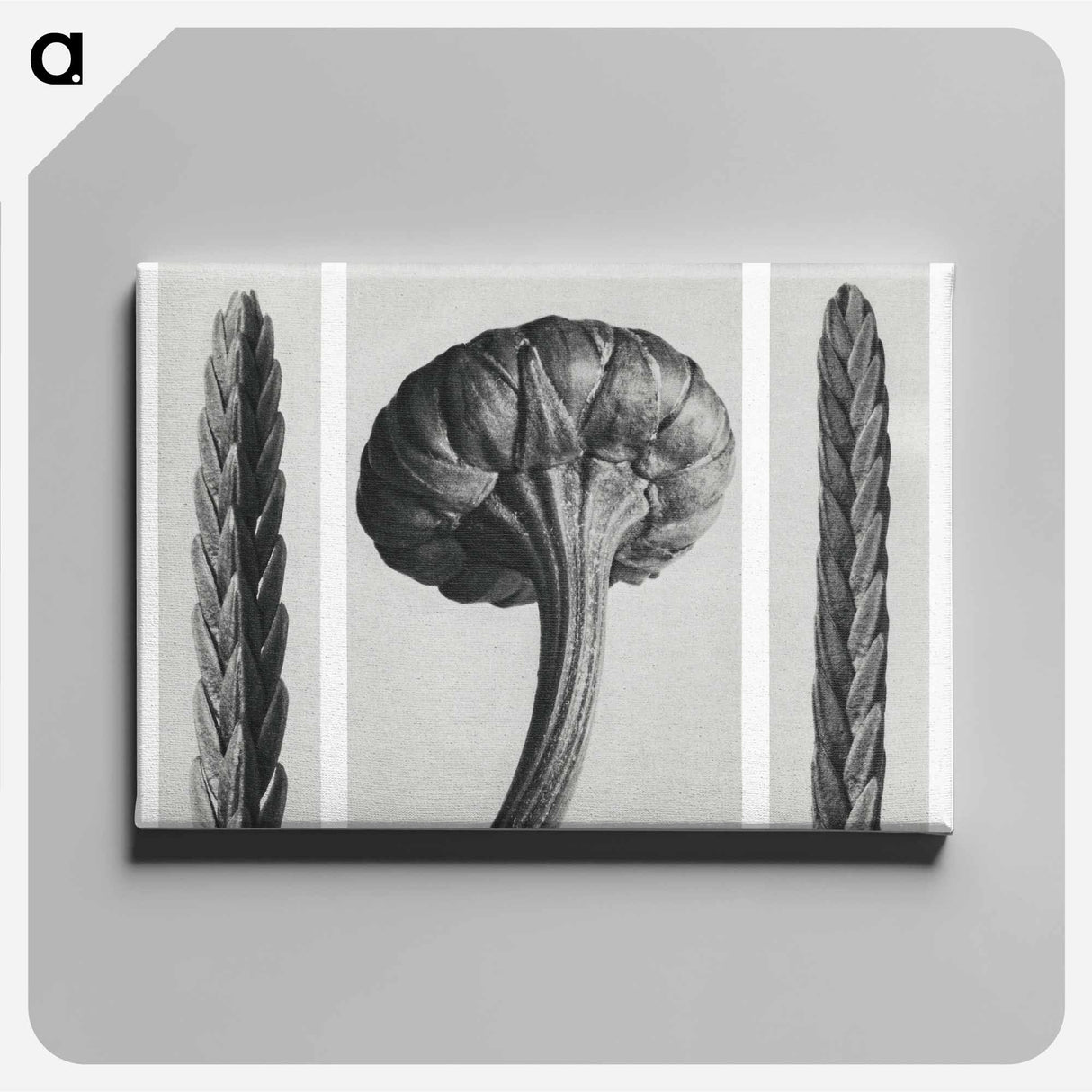 Cassiope Tetragona (Heather) and Chrysanthemum Leucanthemum (Ox–Eye Daisy Flowerbud) - Karl Blossfeldt Canvas.