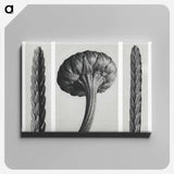 Cassiope Tetragona (Heather) and Chrysanthemum Leucanthemum (Ox–Eye Daisy Flowerbud) - Karl Blossfeldt Canvas.