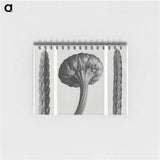 1-59_Karl-Blossfeldt_memo