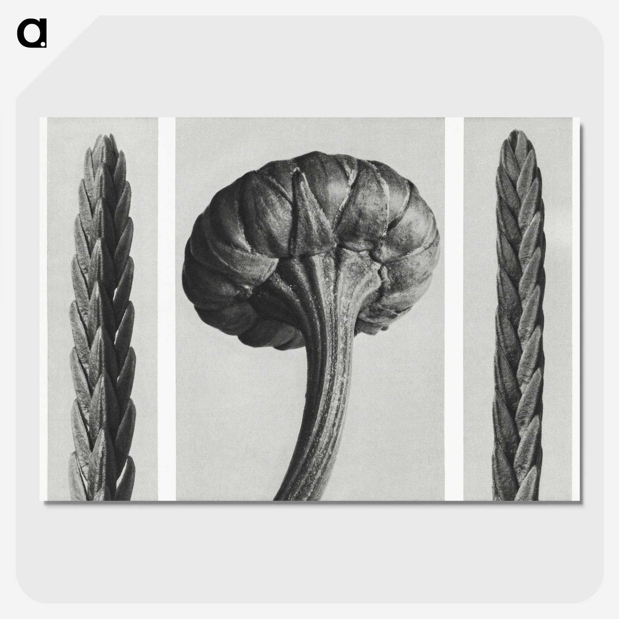 1-59_Karl-Blossfeldt_picture-crop