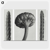1-59_Karl-Blossfeldt_picture-crop