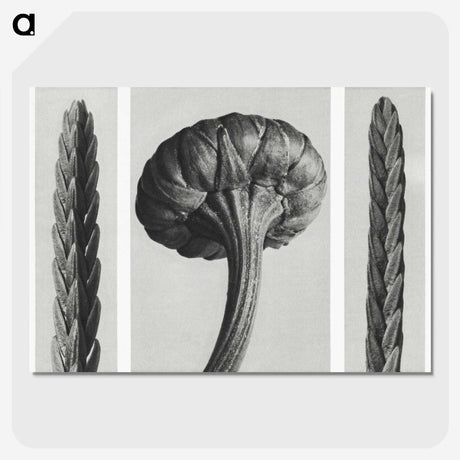 1-59_Karl-Blossfeldt_picture-crop