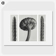 1-59_Karl-Blossfeldt_picture