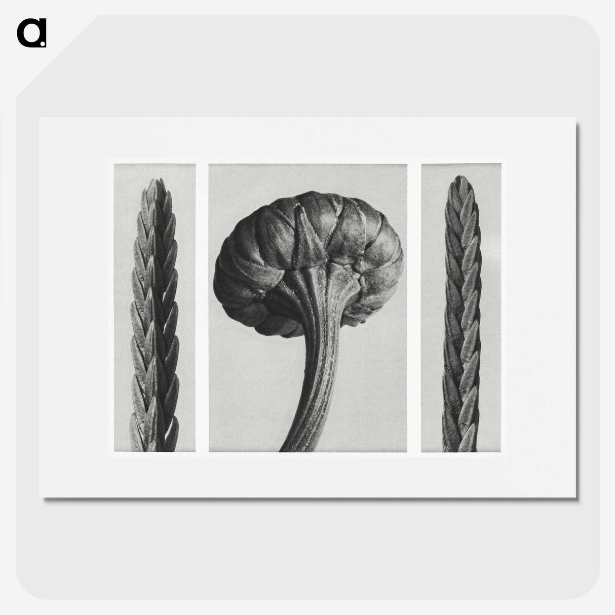 1-59_Karl-Blossfeldt_picture