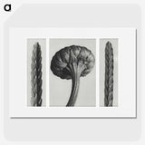 1-59_Karl-Blossfeldt_picture