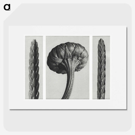 1-59_Karl-Blossfeldt_picture