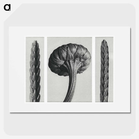 アートポスター-Cassiope Tetragona (Heather) and Chrysanthemum Leucanthemum (Ox–Eye Daisy Flowerbud) - カール ブロスフェルト Poster.