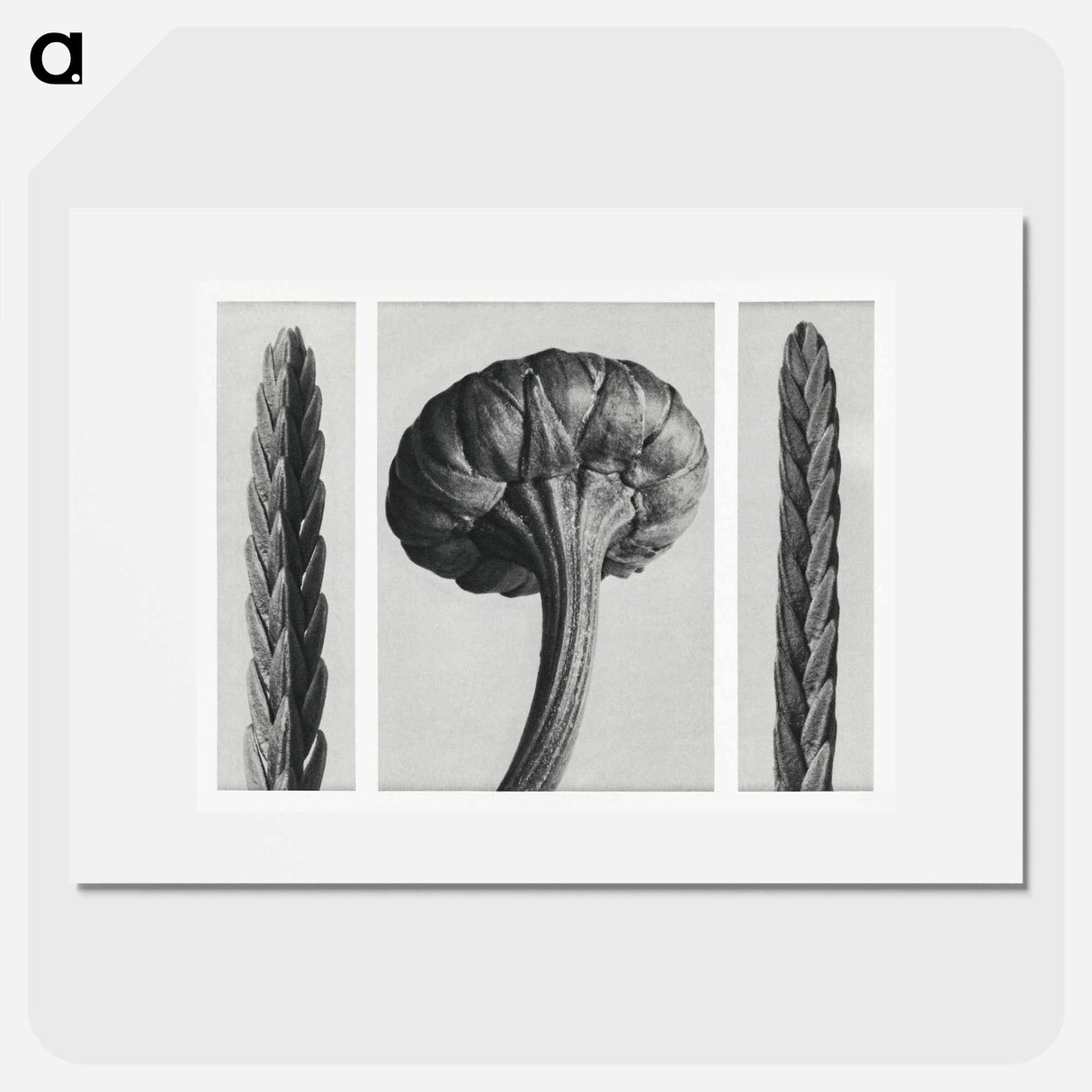 Cassiope Tetragona (Heather) and Chrysanthemum Leucanthemum (Ox–Eye Daisy Flowerbud) - Karl Blossfeldt Poster.