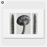 Cassiope Tetragona (Heather) and Chrysanthemum Leucanthemum (Ox–Eye Daisy Flowerbud) - Karl Blossfeldt Poster.