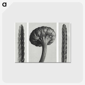 1-59_Karl-Blossfeldt_postcard
