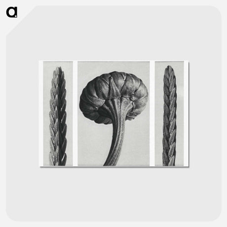 アートポストカード-Cassiope Tetragona (Heather) and Chrysanthemum Leucanthemum (Ox–Eye Daisy Flowerbud) - カール ブロスフェルト Postcard.