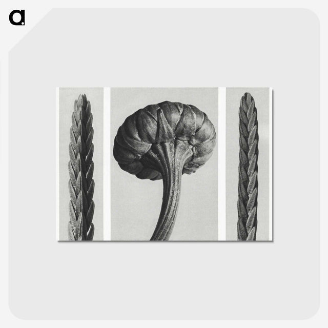 1-59_Karl-Blossfeldt_postcard