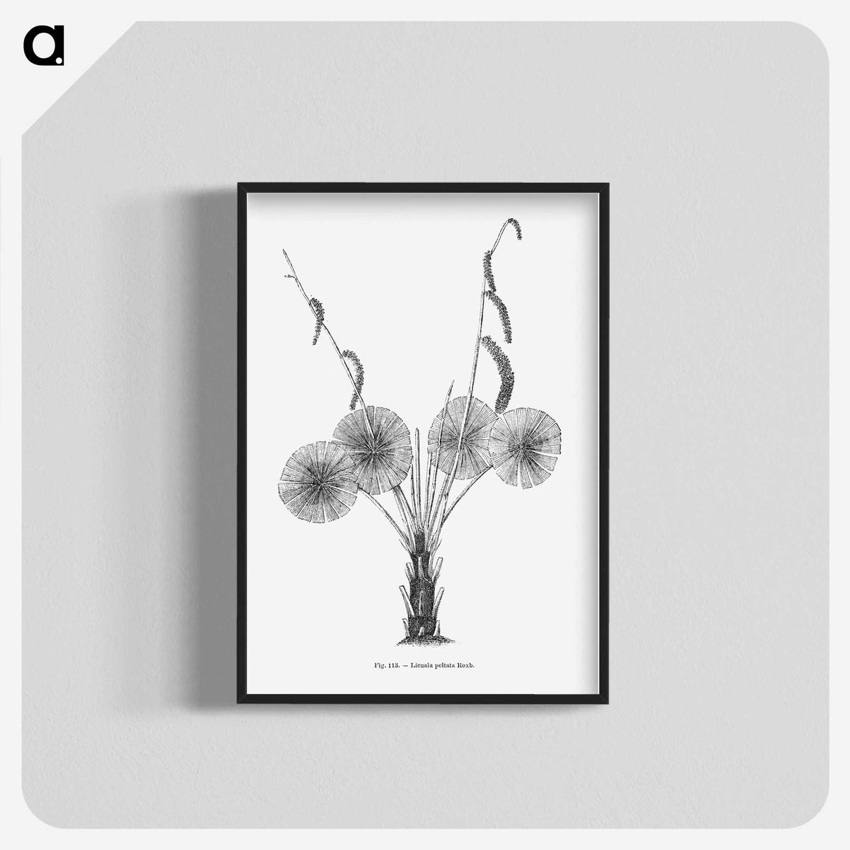 1-59_Les-Palmiers-Histoire-Iconographique_blk-crop