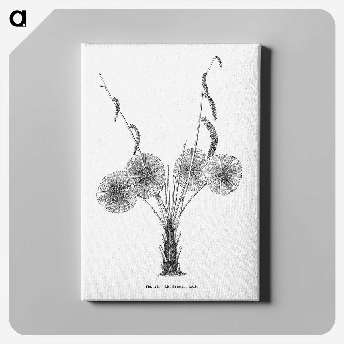 1-59_Les-Palmiers-Histoire-Iconographique_canvas
