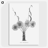 1-59_Les-Palmiers-Histoire-Iconographique_picture-crop