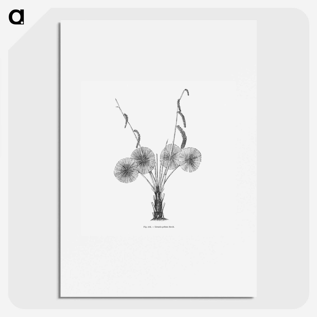 1-59_Les-Palmiers-Histoire-Iconographique_picture