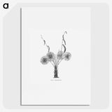 1-59_Les-Palmiers-Histoire-Iconographique_picture