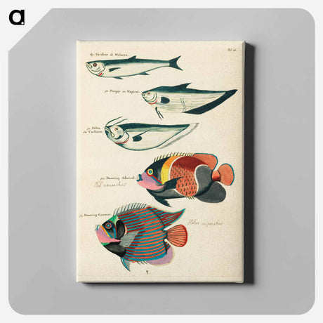 アートパネル-Moluccan Fishes
 - ルイ ルナール Canvas.