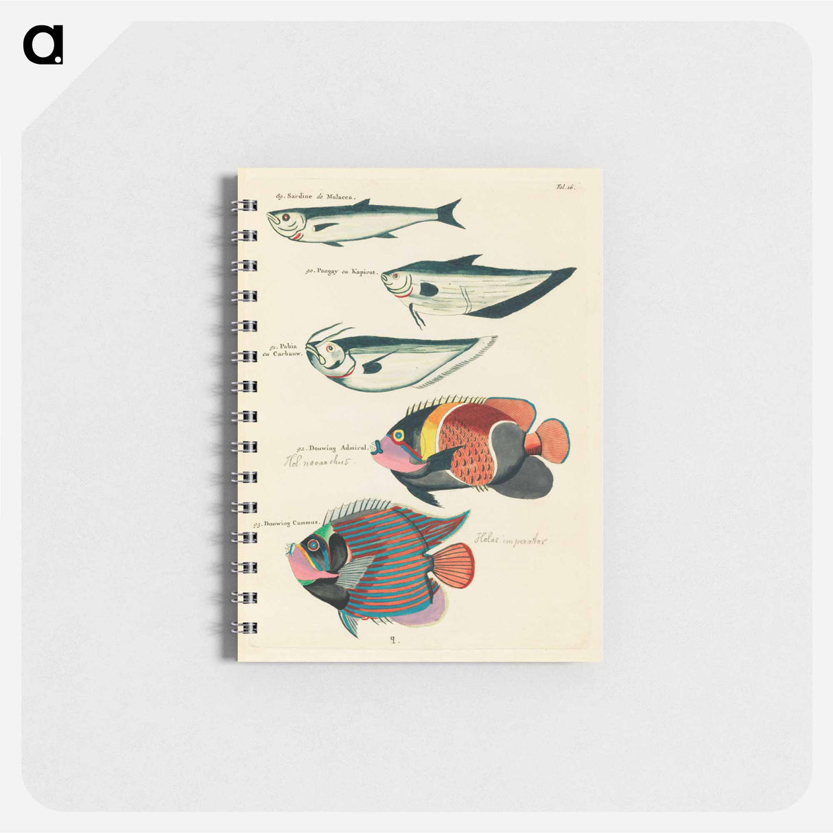 Moluccan Fishes
 - ルイ ルナール Memo.