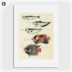 1-59_Louis-Renard_picture