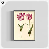 1-59_Maria-Sibylla-Merian_blk-crop