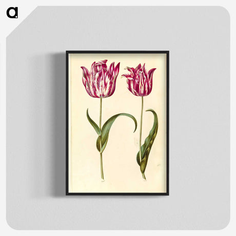 1-59_Maria-Sibylla-Merian_blk-crop