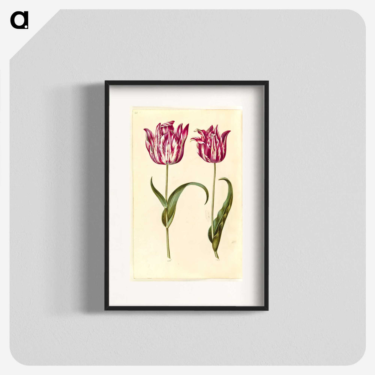 1-59_Maria-Sibylla-Merian_blk