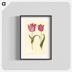 アートポスター-Tulipa Gesneriana
 - マリア ジビーラ メーリアン Poster.