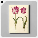 アートパネル-Tulipa Gesneriana
 - マリア ジビーラ メーリアン Canvas.