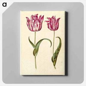 アートパネル-Tulipa Gesneriana
 - マリア ジビーラ メーリアン Canvas.