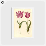 アートポストカード-Tulipa Gesneriana
 - マリア ジビーラ メーリアン Postcard.