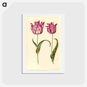 アートポストカード-Tulipa Gesneriana
 - マリア ジビーラ メーリアン Postcard.