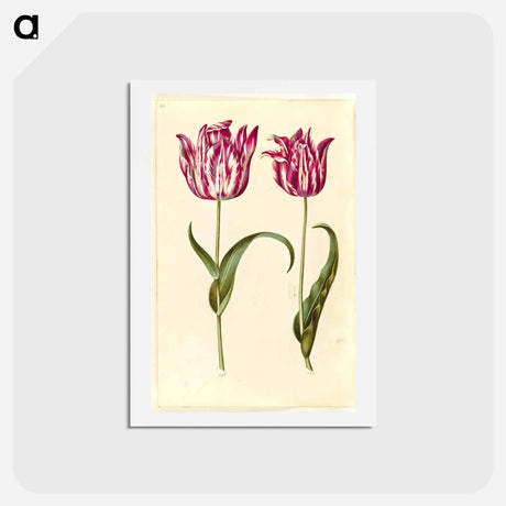 アートポストカード-Tulipa Gesneriana
 - マリア ジビーラ メーリアン Postcard.