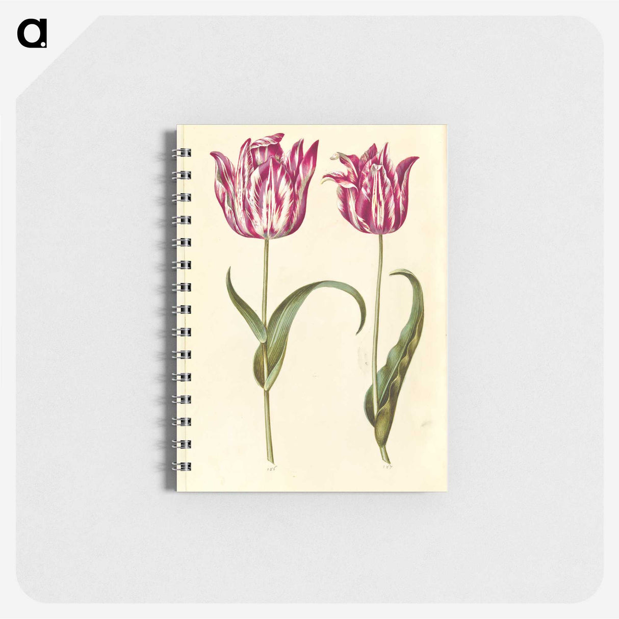 1-59_Maria-Sibylla-Merian_memo