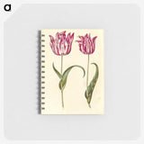 1-59_Maria-Sibylla-Merian_memo
