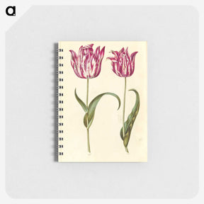 1-59_Maria-Sibylla-Merian_memo