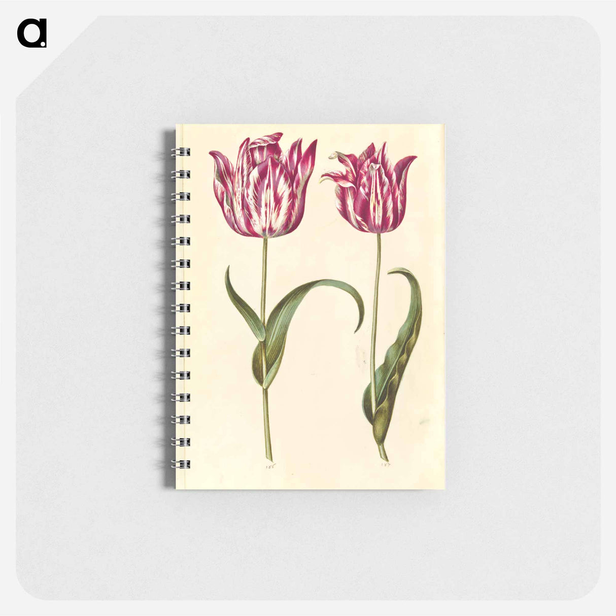 アートメモ帳-Tulipa Gesneriana
 - マリア ジビーラ メーリアン Memo.