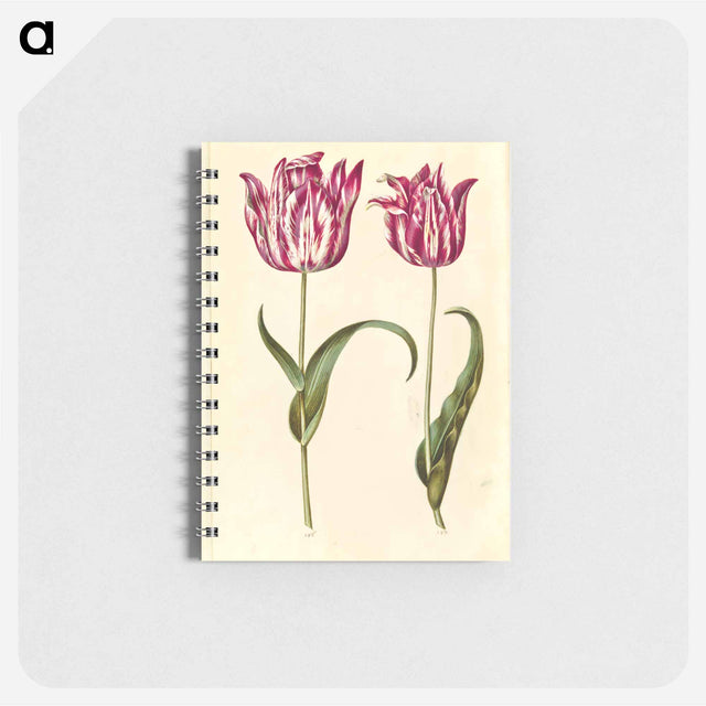 アートメモ帳-Tulipa Gesneriana
 - マリア ジビーラ メーリアン Memo.