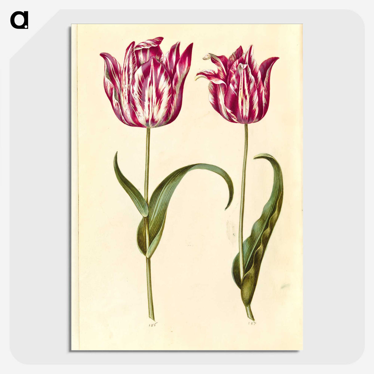 1-59_Maria-Sibylla-Merian_picture-crop