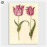 1-59_Maria-Sibylla-Merian_picture-crop