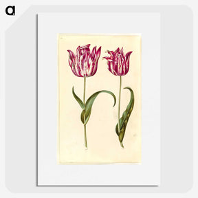 1-59_Maria-Sibylla-Merian_picture